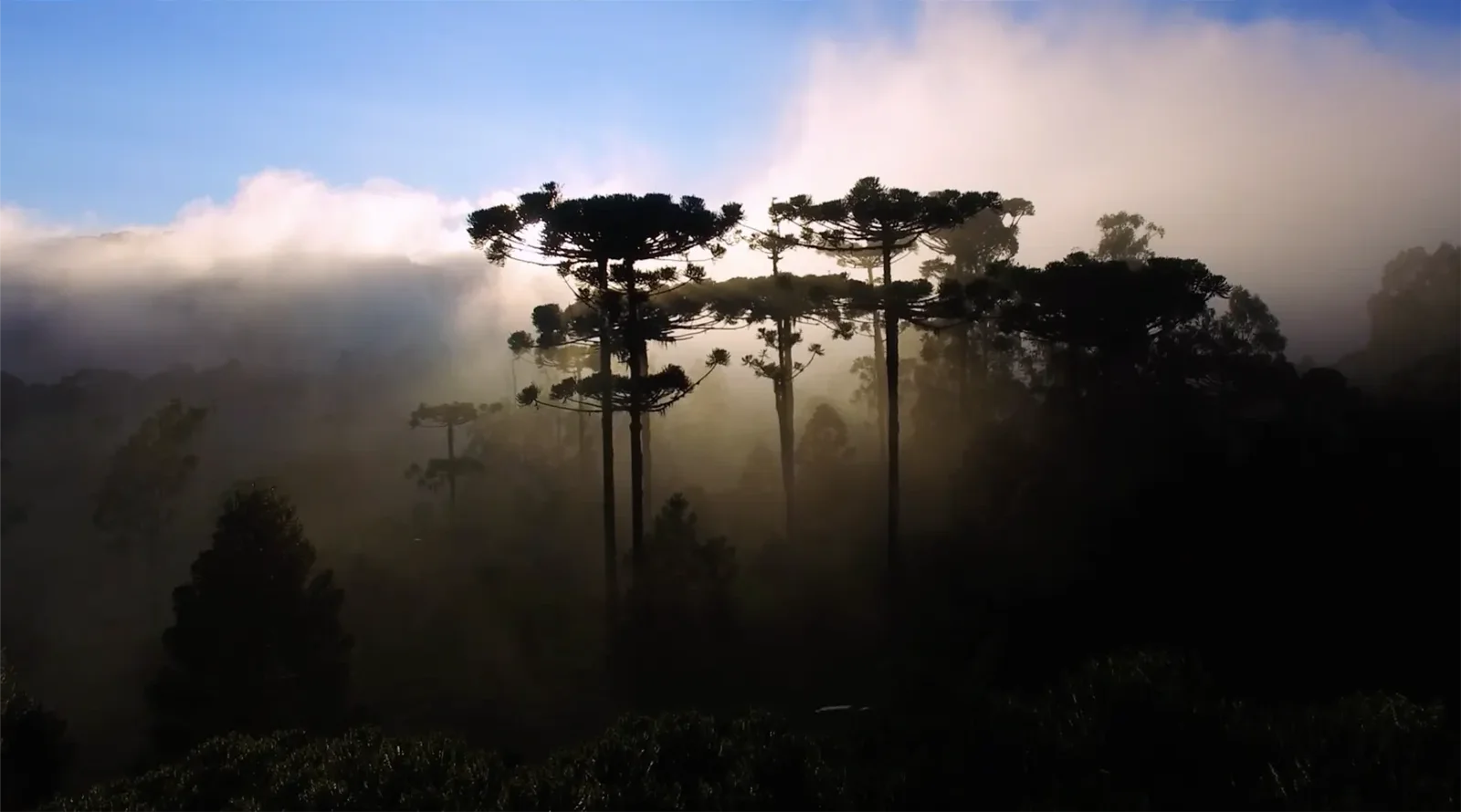 Memória e Território — Da Serra Catarinense à Amazônia